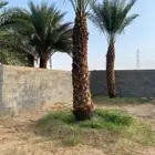 نخل صفري للبيع بيشة