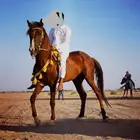 خيل شعبي