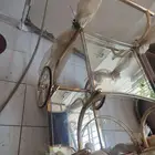 عربية ملكة