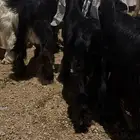 تيوس بريات للبيع