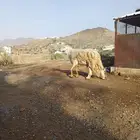 فحل حري حار