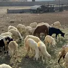 طليان ورخال حري