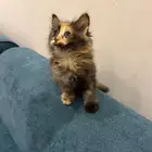 للبيع القطة ريتا