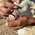 شاه حريه صنف