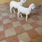 خروف ورخل حد بيع 930