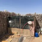 بيع حمام فرنسي منتج