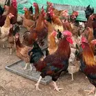 بيض دجاج امريكي