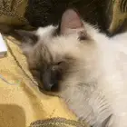 قط مفقود ظهره البديعه