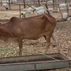 بقر بلدي للبيع
