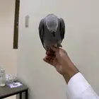 كاسكو اليف هدد مزاجي
