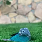 فروخ كنيور بلو شيك للبيع