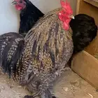 دجاج كوشن الاحساء
