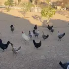 دجاج للبيع بلدي