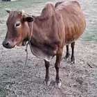 بقره بلدي