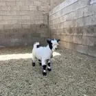 للبيع قزم ماعز ذكر