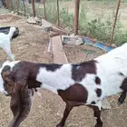 للبيع ماعز هولندي قرايب سنها رباع