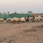 نعيم