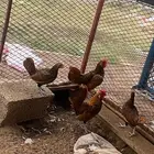 زوجين سبرايت