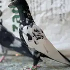 للبيع حمام باكستاني