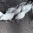 دجاج حبشي ابيض منوة للتربية-