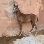 مهره عربيه شعبيه