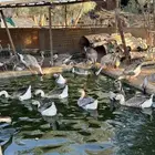 للبيع وز عراقي اصيل