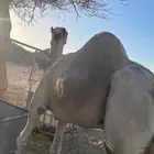 جمل حر