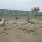 دجاج للبيع