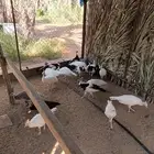 فروخ طاووس أو طاؤوس للبيع