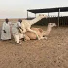 صاهودية منتج