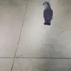 فرخين روز