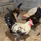 دياكة مشكلة للبيع
