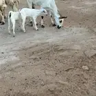 عنز بيشيه صنف تحتها اثنين