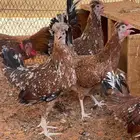 دجاج عربي مكنتوش