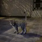 قطط تبني كيوت وجميله صغيره