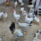 دجاج بلدي سوق الغنم بالدمام