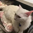 قط للتبني