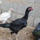 دجاجة سندية