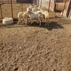 ثلاث ضان للبيع