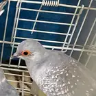 يمام الماسي الخرج