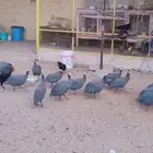 دجاج حبش