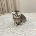 قطط سكوتش