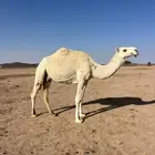 ضريبة على الشرط