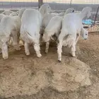 ذبايح طليان مع الذبح والتوصيل