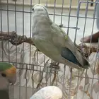 روز طيور زينة منتجة