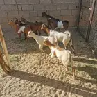 عرس تيوس وعنقان للبيع في الواديين