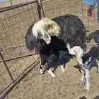 نعجه خلفه
