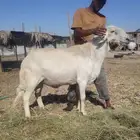 خروف حري فحل