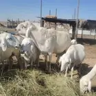 خروف حري فحل