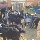 24جفار عوارض وحرية وبيشية